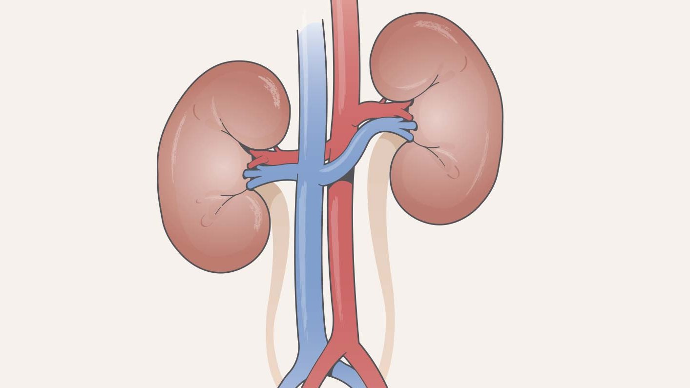 everything-about-kidney-functioning-and-diseases-blog-aloka-medicare